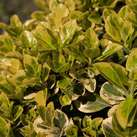 Pittosporum Gold Star Shrub Hero