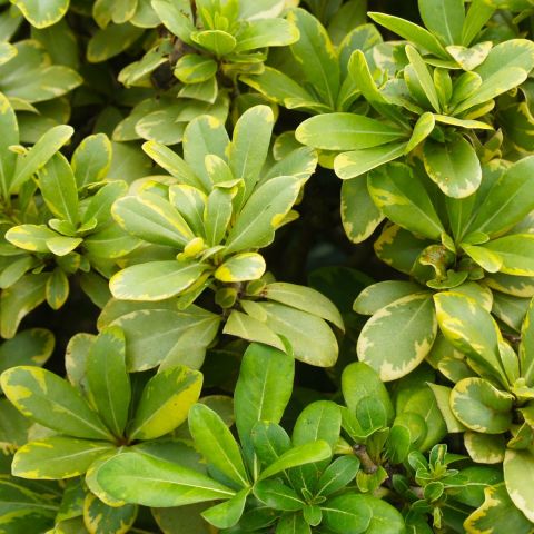 Pittosporum 'Midjet' - 5L Pot
