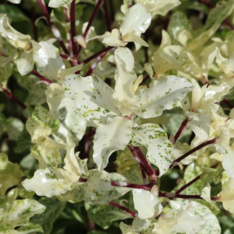 Pittosporum tenuifolium 'Irene Paterson'