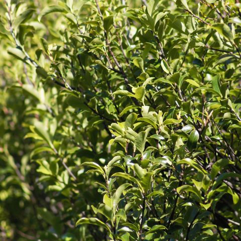 Pittosporum Tenuifolium County Park Dwarf Shrub Hero