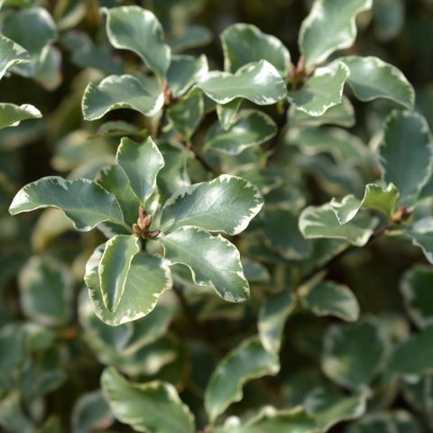 Pittosporum 'Silver Queen' - 3L Pot hero