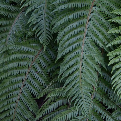 Polystichum Braunii Fern Hero
