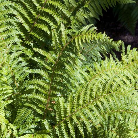 Polystichum Polyblepharum Fern Hero