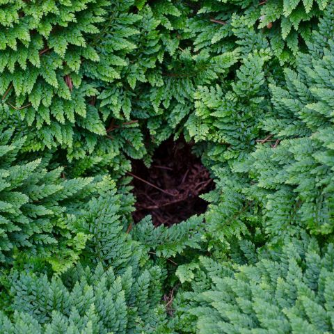 Polystichum Setiferum Plumoso Densum Fern Hero