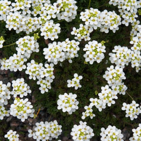 Pritzelago Icecube Perennial Hero