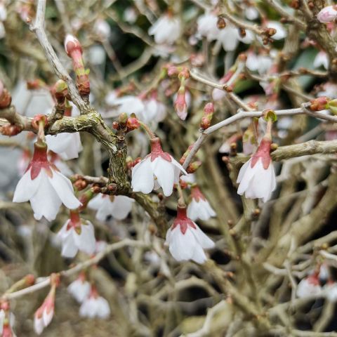 Prunus Kojo No Mai Shrub Hero