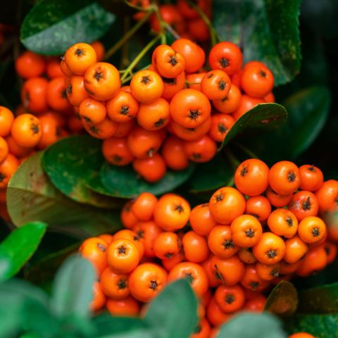 Pyracantha Saphyr Orangle 3LD - 3L Pot Hero