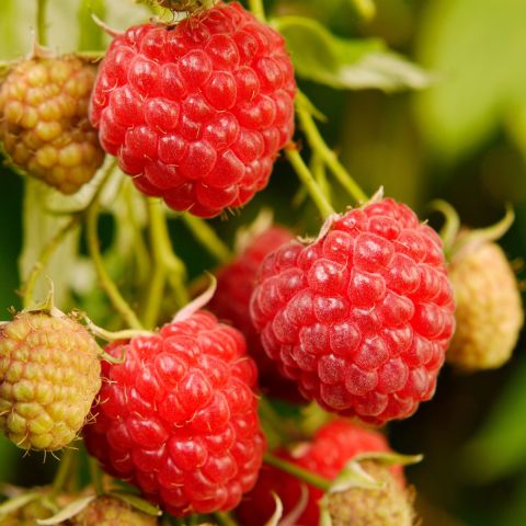 Raspberry 'Autumn Bliss' - 3L Pot