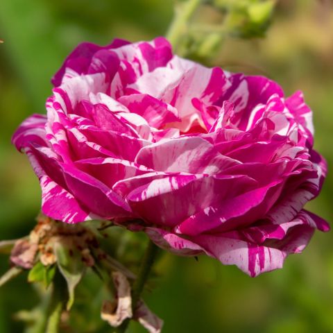 Raspberry Cream Twirl rose hero