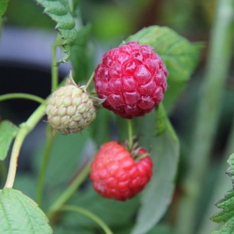 Raspberry 'Glen Ample' - 3L Pot