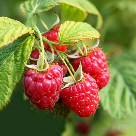 Raspberry 'Glen Lyon' - 3L Pot