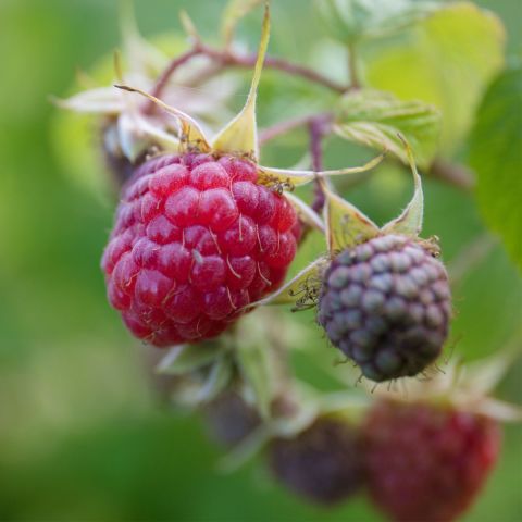 Raspberry 'Heritage' - 3L Pot