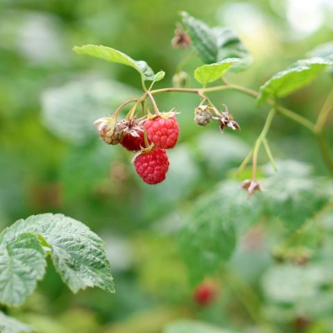 Raspberry 'Malling Admiral' - 3L Pot