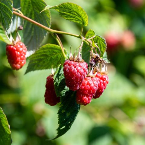 Raspberry 'Tulameen' - 3L Pot