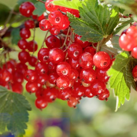 Redcurrant Jonkheer Van Tet Fruit Hero