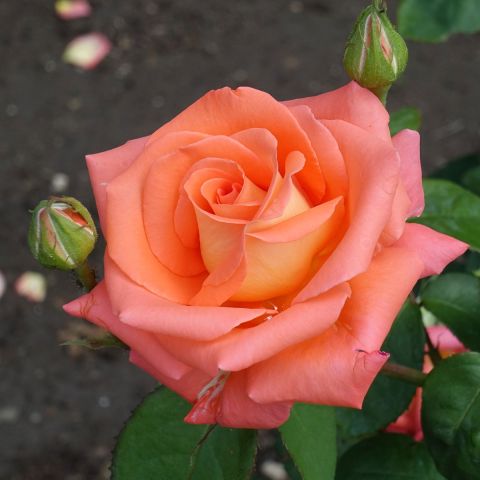 Redova Rose Hero