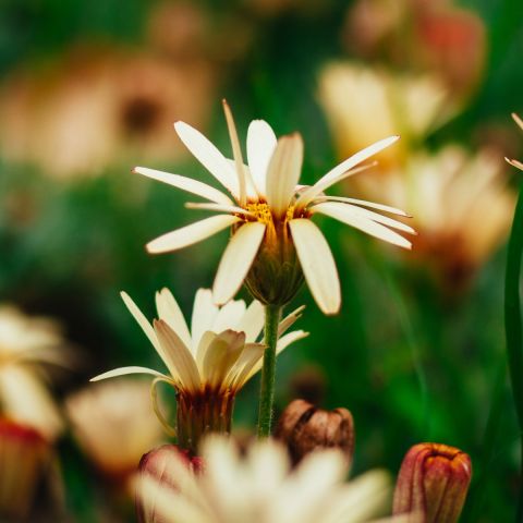 Rhodanthemum 'Sunshine Peach' - 1L Pot