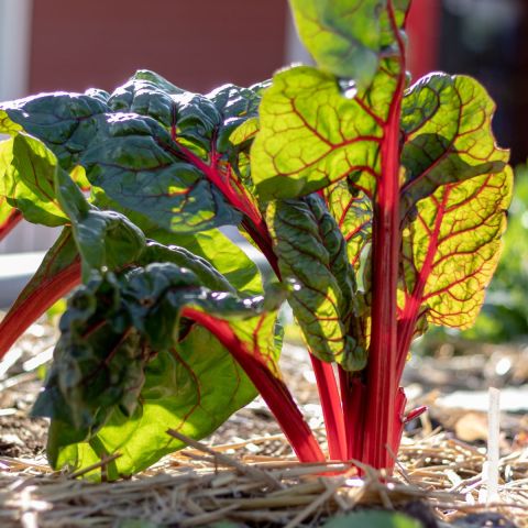 Rhubarb 'Canada Red' - 3L Pot hero