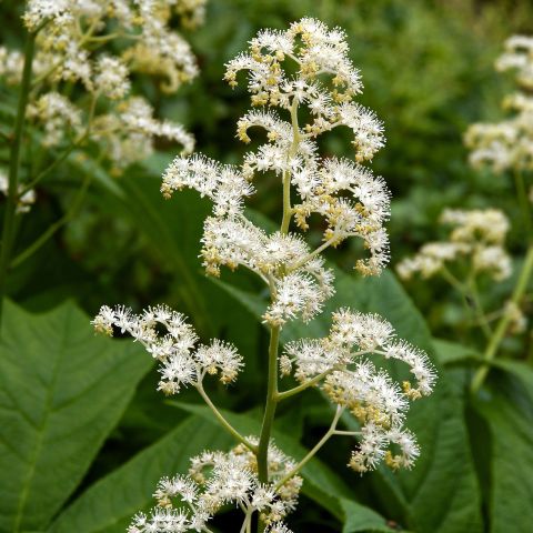 Rodgersia Aesculifolia Perennial Hero