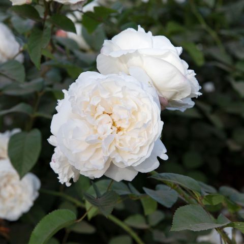 Rosa Sea Foam Roses Hero