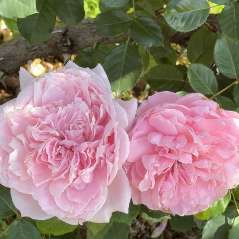 Rosa The Fairy Roses Hero