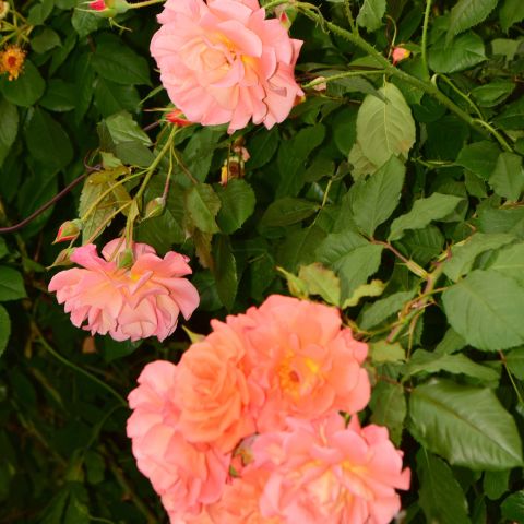 Rosa 'Aloha' - 5L Pot