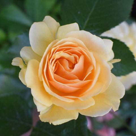Flower Carpet Rose Amber 3L Pot hero