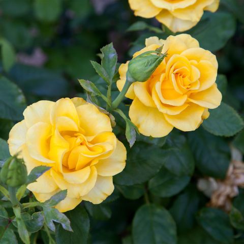 Rose Bush Anniversary Wishes Roses Hero