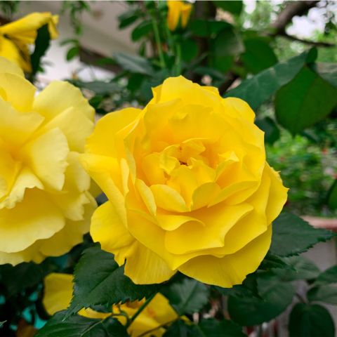 Rose Bush Golden Wedding Roses Hero