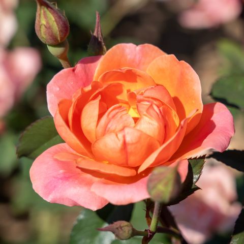 . Rose Coral Lifestyle