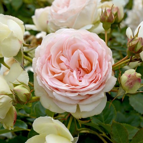 Rose Eden Rose Roses Hero