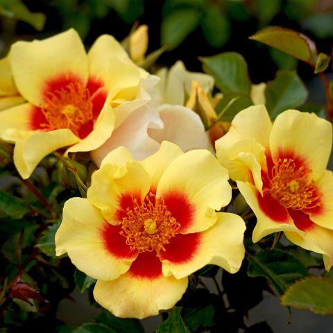 Rose Eye Of The Tiger Roses Hero