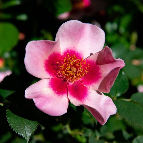 Rose For Your Eyes Only Roses Hero