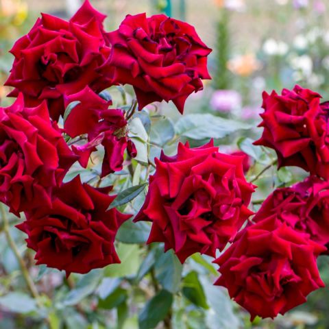 Rosa 'Grand Award' - 5L Pot group