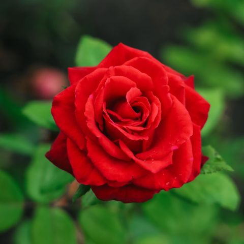 Rosa 'Grand Award' - 5L Pot hero