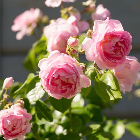 Rose Jasmina Roses Hero