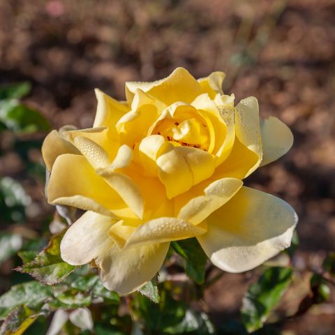 Rose Lemon Fizz Roses Hero