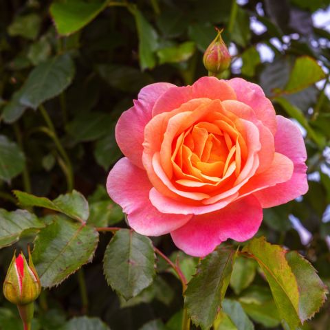 Rose Peach Melba Roses Hero
