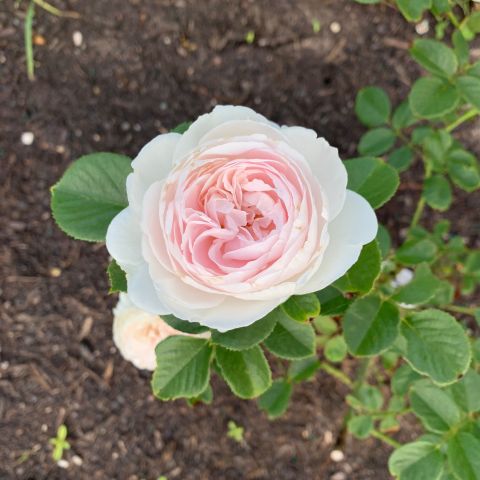 Rose Pretty Parfuma Roses Hero