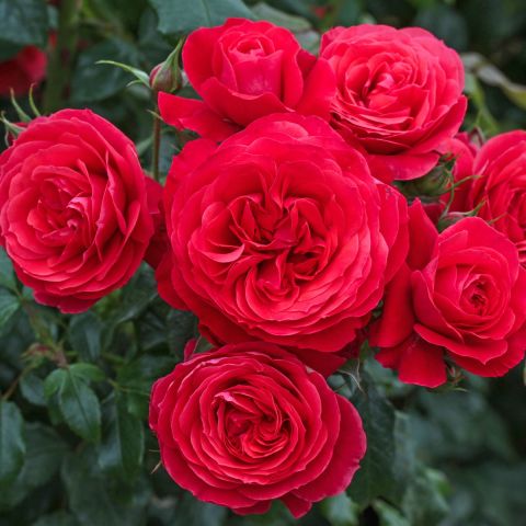 Flower Carpet Rose Cherry 3L Pot

