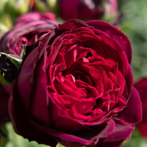 Rose Royal Parfuma Roses Hero