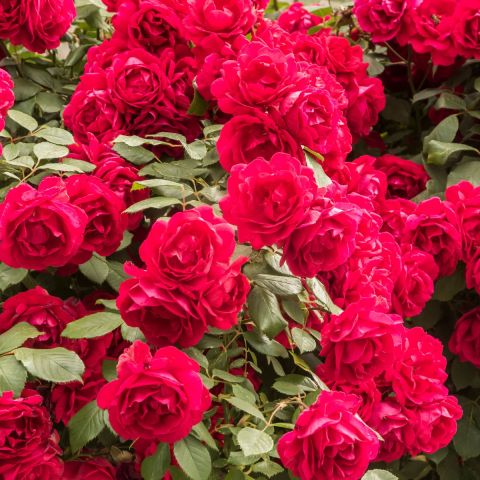 Flower Carpet Rose Scarlet  3L Pot Hero