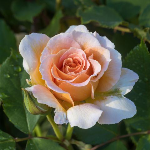 Rose Sweet Honey Roses Hero