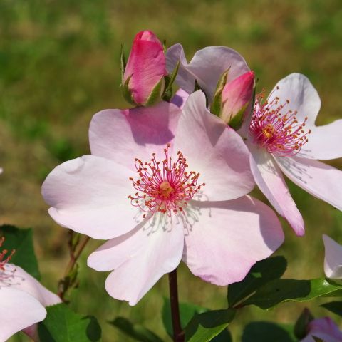 Rose Sweet Pretty Roses Hero