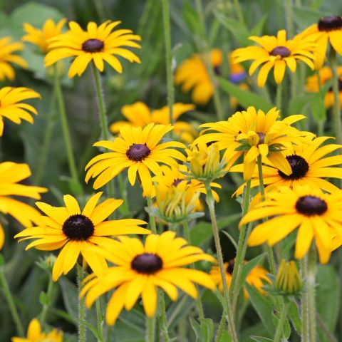Rudbeckia Fulgida Goldsturm Perennial Hero