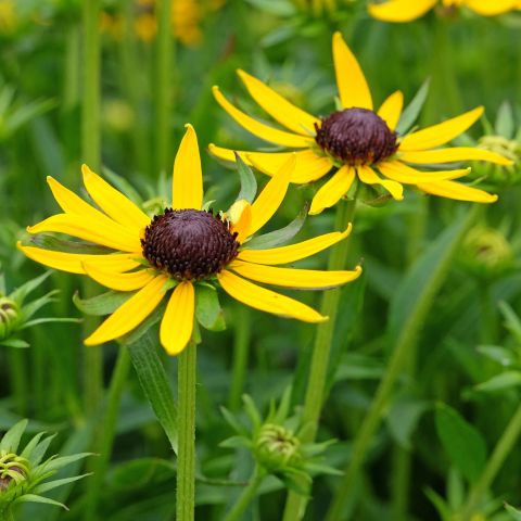 Rudbeckia ful. 'Little Goldstar' - 9cm Pot Hero close