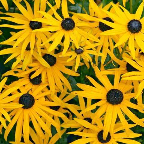 Rudbeckia Fulgida Speciosa Perennial Hero