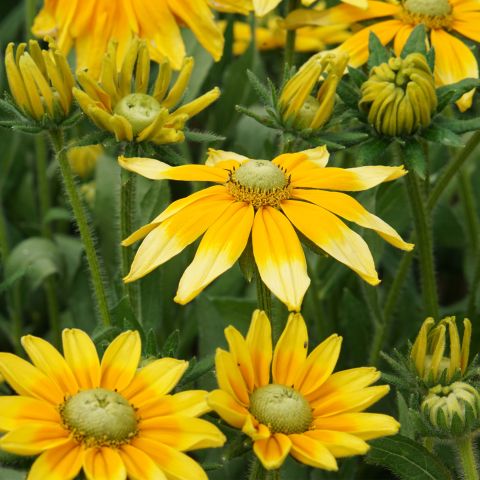 Rudbeckia Hirta Prairie Sun Perennial Hero