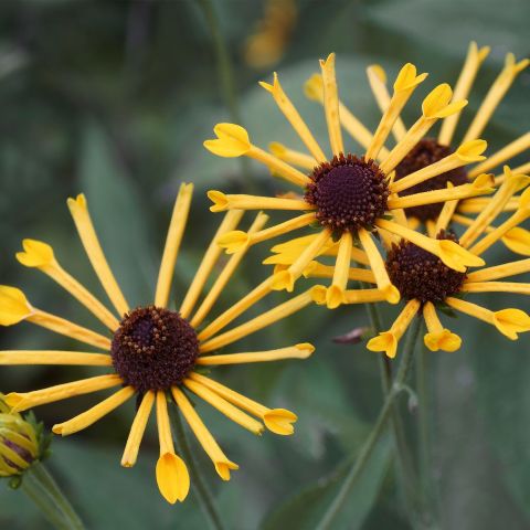 Rudbeckia Little Henry Perennial Hero