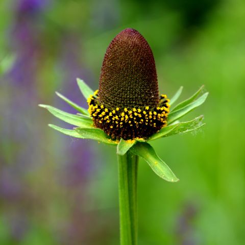Rudbeckia Occidentalis Green Wizard Perennial Hero